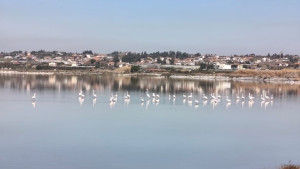 Θεσσαλονίκη: Εθελοντικοί καθαρισμοί σε τέσσερις σημαντικούς υγροτόπους