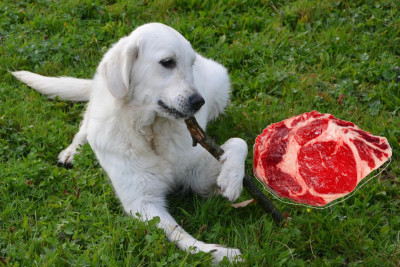 Πόσο ασφαλές είναι το ωμό κρέας για το σκύλο σας;
