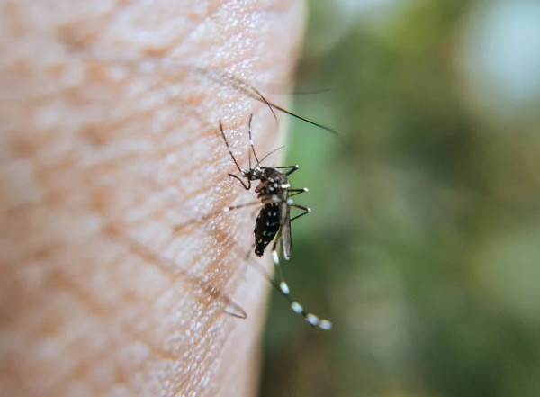 Συναγερμός στις ΗΠΑ για πέντε κρούσματα ελονοσίας σε δύο πολιτείες