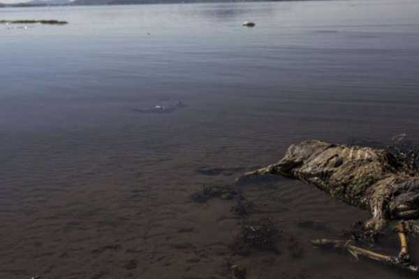 «Ψύλλοι - φαντάσματα» προκαλούν την υψηλή συγκέντρωση τοξικού υδράργυρου σε ορισμένες λίμνες