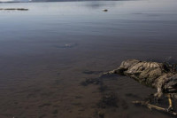 «Ψύλλοι - φαντάσματα» προκαλούν την υψηλή συγκέντρωση τοξικού υδράργυρου σε ορισμένες λίμνες