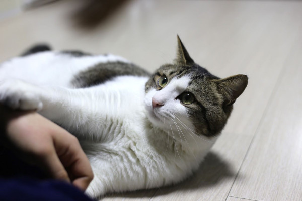 Κρούσμα βουβωνικής πανώλης στο Όρεγκον των ΗΠΑ - Από τη γάτα του μολύνθηκε ο ασθενής