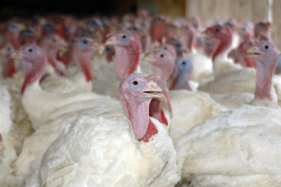 Επιδημία της γρίπης των πτηνών H5N8 και στην Ρουμανία