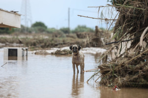 MSD Animal Health: Υποστήριξη στην εθελοντική δράση των κτηνιάτρων με δωρεά