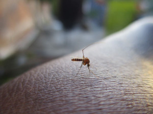 Τα κουνούπια «ξεχειμωνιάζουν» στην Κρήτη - Ανησυχία για την «Τίγρη»