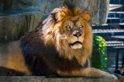 Τέσσερα λιοντάρια νόσησαν με κορονοϊό στο ζωολογικό κήπο της Βαρκελώνης