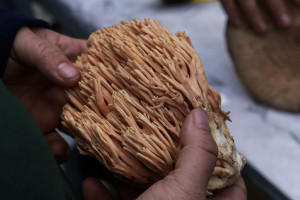 Τρεις βασικοί κανόνες για να αποφύγουμε δηλητηρίαση από μανιτάρια