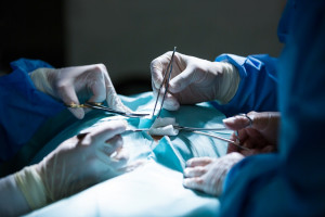 Η πρώτη μεταμόσχευση ήπατος από χοίρο σε άνθρωπο πραγματοποιήθηκε με επιτυχία στην Κίνα