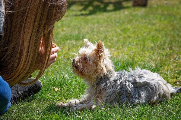 Η εκπαίδευση και τα μυστικά για να μάθει ο σκύλος σας να ακούει το όνομά του
