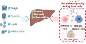 Φάρμακο GLP-1 ωφελεί το ήπαρ ακόμα και όταν δεν επιτυγχάνει μεγάλη απώλεια βάρους