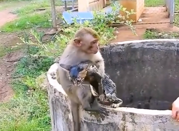 Συγκινητικό βίντεο: Μαϊμουδάκι «βουτάει» σε δεξαμενή για να σώσει μια γάτα