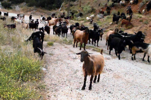 Επτά άμεσα μέτρα για την αντιμετώπιση της ευλογιάς των αιγοπροβάτων