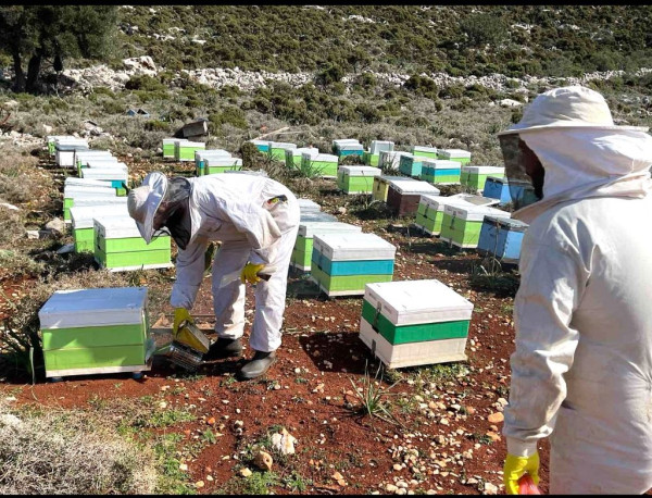 Η InterMed στηρίζει τη μελισσοκομία στο Καστελόριζο - Πλατινένιο βραβείο στο Μέλι «Το Μέγιστον»