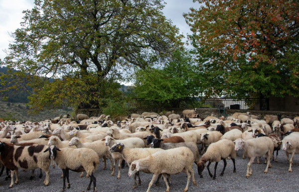 Νέες συλλήψεις για παραβίαση των μέτρων κατά της ευλογιάς των αιγοπροβάτων