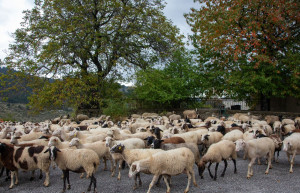 Νέες συλλήψεις για παραβίαση των μέτρων κατά της ευλογιάς των αιγοπροβάτων