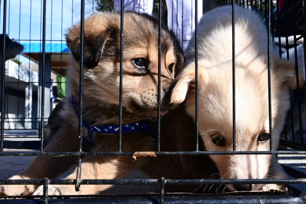 Δήμος Αθηναίων: «Θα συνεχίσουμε να υποστηρίζουμε καθημερινά τα αδέσποτα ζώα της πόλης»