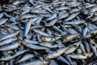 Μελέτη: Αυξημένος κίνδυνος μελανώματος για όσους τρώνε μεγάλες ποσότητες ψαριού