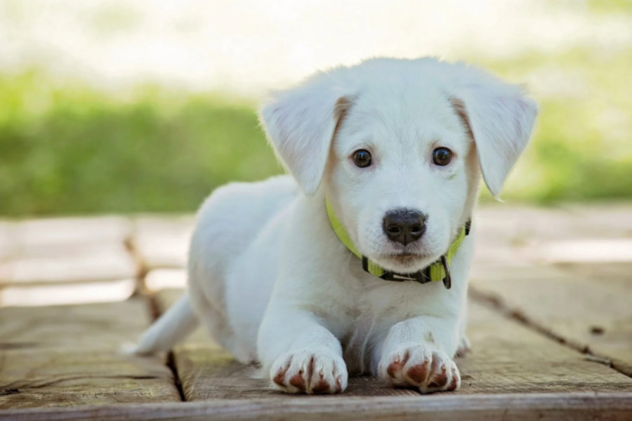 Πώς θα αντισταθείς στα γλυκά μάτια του σκύλου σου για μία ακόμη λιχουδιά