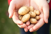 Πατάτες: 10 λόγοι για να τρώτε περισσότερες - Τα οφέλη τους στην υγεία