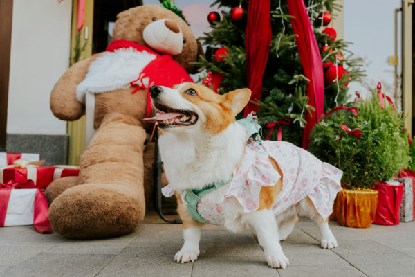 Εορταστική εκδήλωση της Περιφέρειας Αττικής για τους τετράποδους φίλους μας