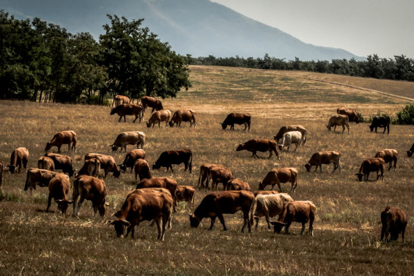 Μυτιλήνη: Προς αποτέφρωση τα ζώα που θανατώνονται λόγω αφθώδους πυρετού