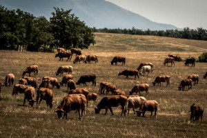 Μυτιλήνη: Προς αποτέφρωση τα ζώα που θανατώνονται λόγω αφθώδους πυρετού