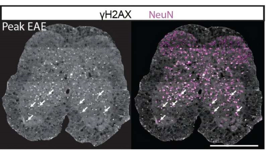 Nature Neuroscience, 2026