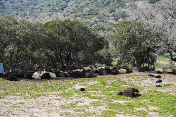 Η μονάδα εκτροφής βοοειδών στη Λέσβο όπου εντοπίστηκε το κρούσμα αφθώδους πυρετού/Φωτ. EUROKINISSI