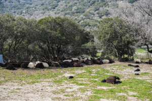 Δέκα ερωτήσεις και απαντήσεις για τον αφθώδη πυρετό - Οι επιπτώσεις της στην κτηνοτροφία και τη δημόσια υγεία