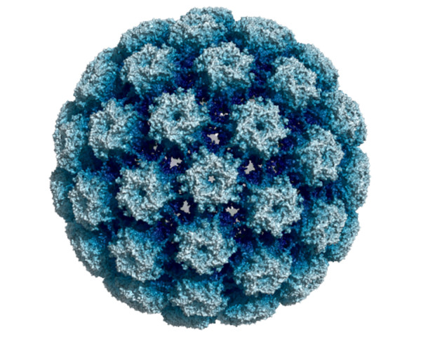 8 στους 10 πιστεύουν λανθασμένα ότι ο HPV θα φανεί στο τεστ Παπανικολάου