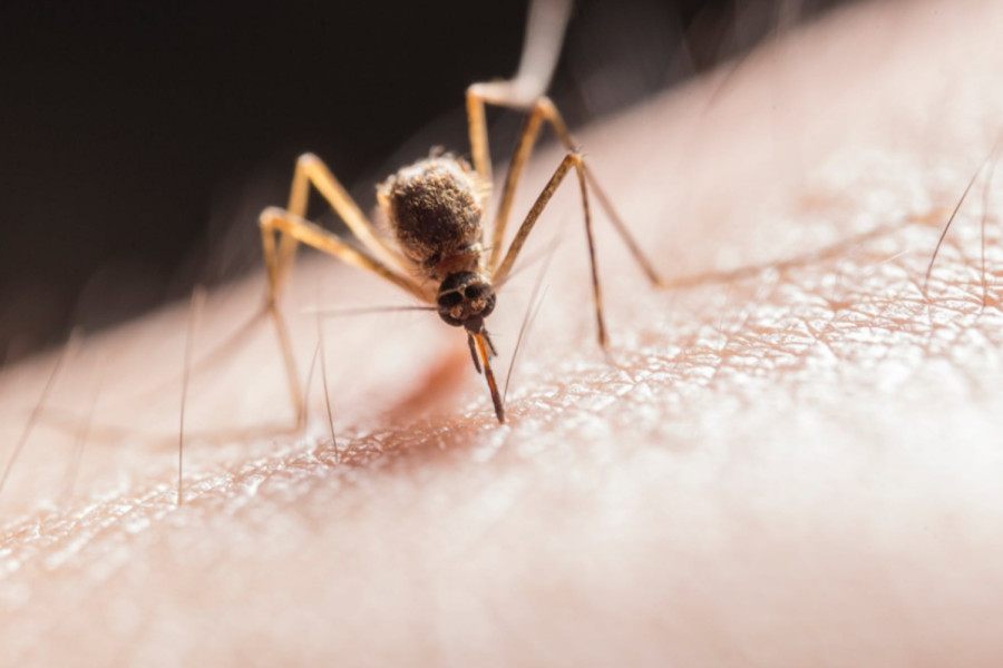 Δημιουργήθηκαν γενετικά τροποποιημένα κουνούπια που δεν μεταδίδουν την ελονοσία