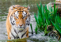 Νέα Υόρκη : Τίγρης στο Ζωολογικό Κήπο του Bronx θετική στον κορονοϊό