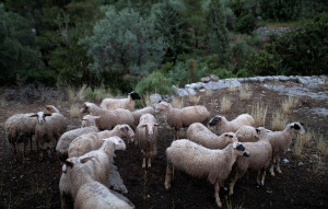 Ευρεία σύσκεψη στη Λάρισα για την αντιμετώπιση της ευλογιάς των αιγοπροβάτων