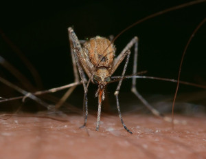 Η κλιματική αλλαγή φέρνει αύξηση των κρουσμάτων μολυσματικών ασθενειών από κουνούπια