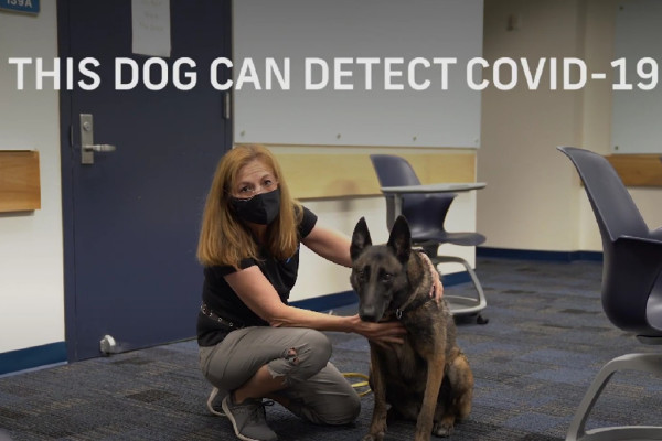Εκπαιδευμένα σκυλιά εντοπίζουν την COVID με επιτυχία άνω του 95%
