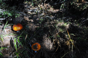 Ζευγάρι στη Θεσσαλονίκη υπέστη ηπατική ανεπάρκεια από μανιτάρια - Επείγουσα ανάγκη μεταμόσχευσης