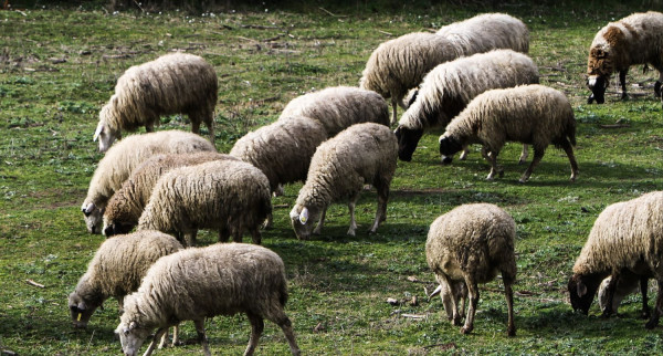 Νωρίτερα φέτος οι αιτήσεις για τις αποζημιώσεις των κτηνοτρόφων που επλήγησαν από ζωονόσους!