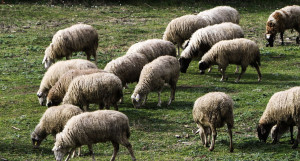 Νωρίτερα φέτος οι αιτήσεις για τις αποζημιώσεις των κτηνοτρόφων που επλήγησαν από ζωονόσους!