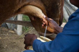 Ο ιός της γρίπης των πτηνών εντοπίστηκε στο γάλα μολυσμένων αγελάδων - Οι συστάσεις του ΠΟΥ