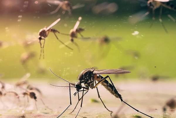 Νόσος chikungunya: Το σάλιο των κουνουπιών μπορεί να αποκαλύπτει το κλειδί για την αντιμετώπιση της φλεγμονής