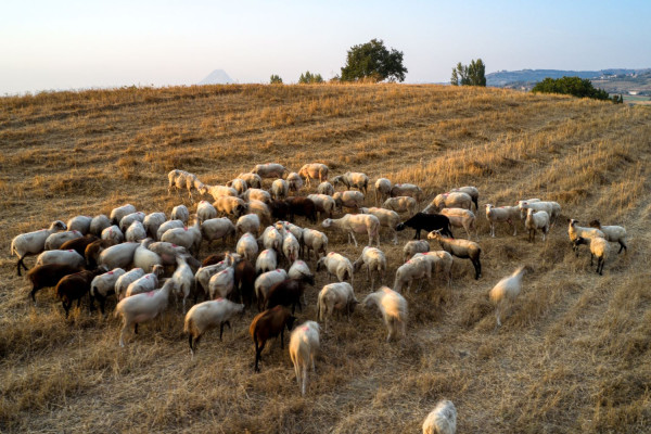 Συναγερμός στην Περιφέρεια Κεντρικής Μακεδονίας για την ευλογιά των προβάτων