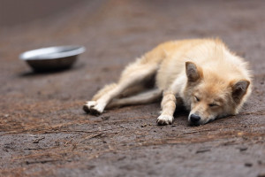 Zero Stray Pawject: Πως καταγγέλλουμε περιστατικό κακοποίησης ζώου