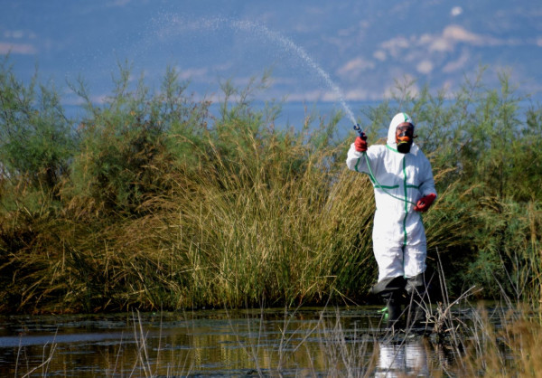Συναγερμός για τη δημόσια υγεία στη Θεσσαλία - Εντοπίστηκε πλήθος εστιών αναπαραγωγής κουνουπιών