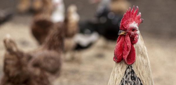 «Καμπανάκι» ECDC για κρούσματα γρίπης των πτηνών σε ανθρώπους - Οδηγίες προς τα νοσοκομεία