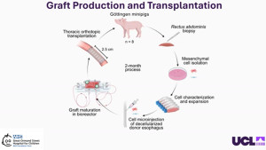 Ο πρώτος οισοφάγος που φτιάχτηκε σε εργαστήριο μεταμοσχεύτηκε επιτυχώς σε χοίρους
