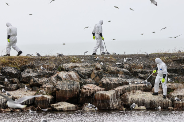 Η γρίπη των πτηνών «χτύπησε» και την Ανταρκτική - Φόβοι για μεγάλη οικολογική καταστροφή