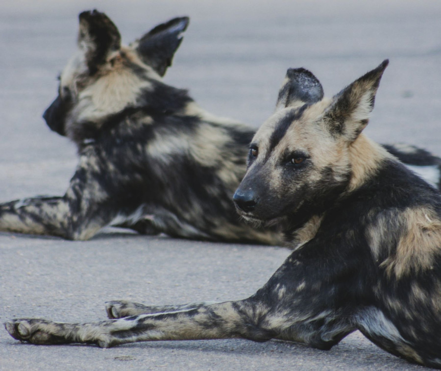 Αρχείου UNSPLASH