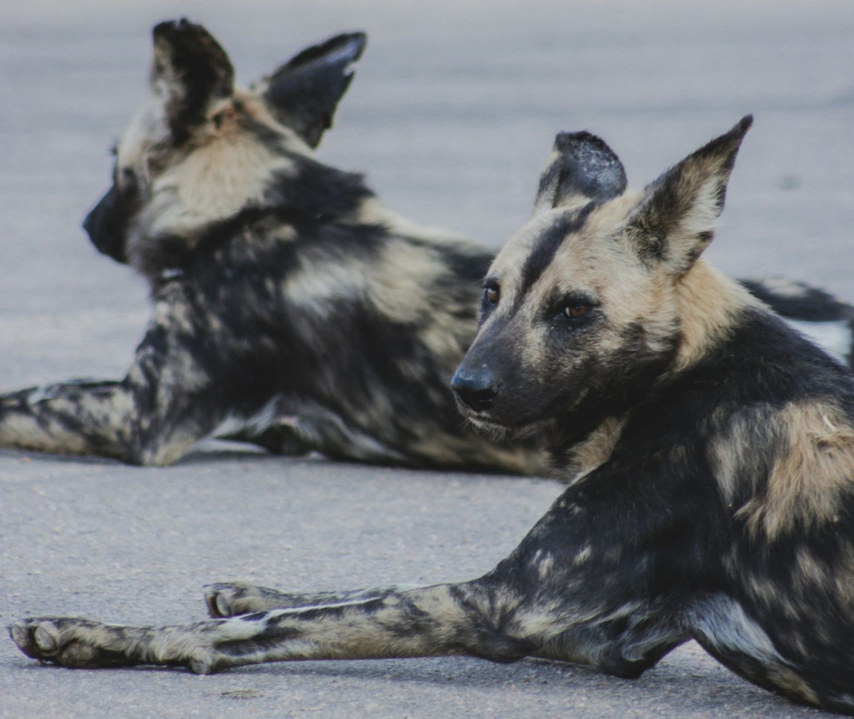 Αρχείου UNSPLASH