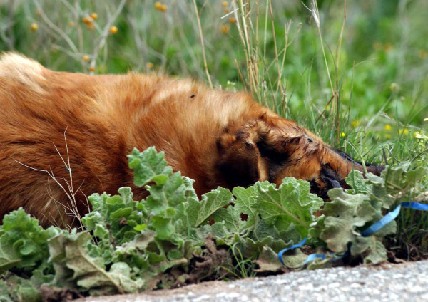 Υπό κράτηση δύο κτηνοτρόφοι που πυροβόλησαν και σκότωσαν σκύλο στη Θεσσαλονίκη