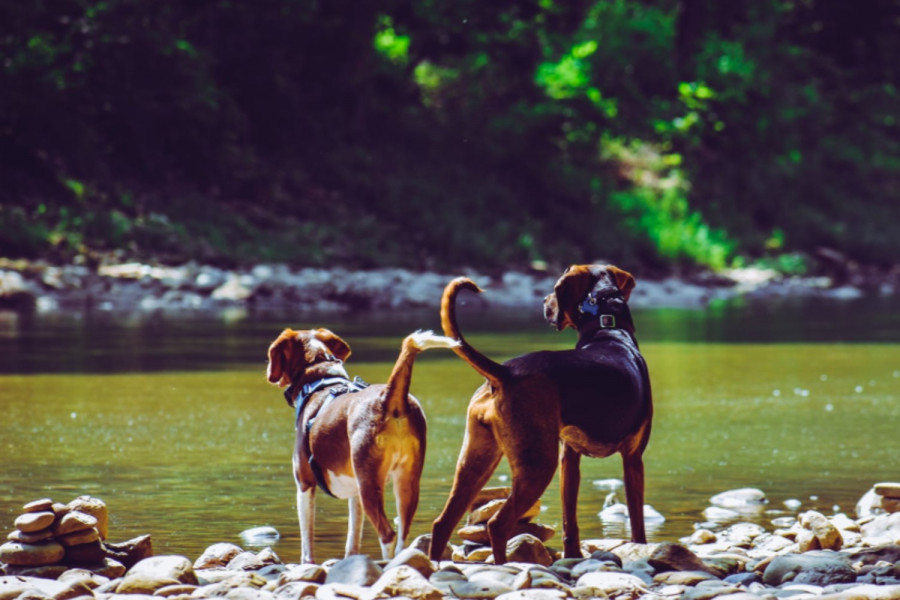 Η Liberty Guide Dogs στο Israel Guide Dog Center